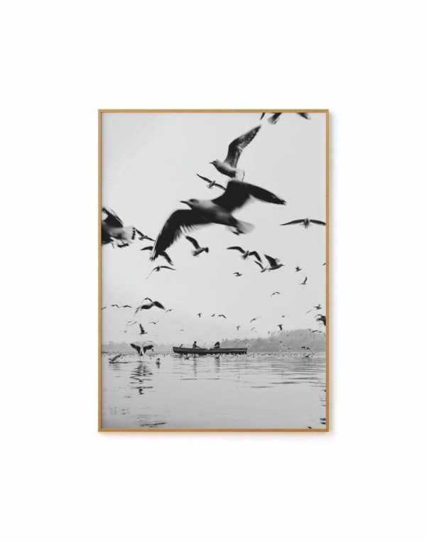 Encontro com Gaivotas