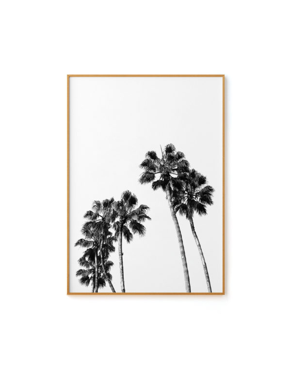 Palm Trees