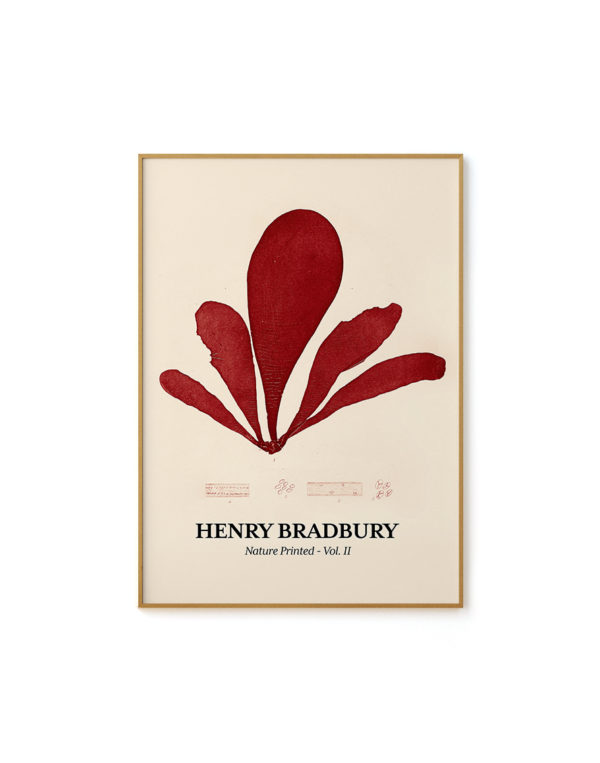 Seaweed Nº 01 - Henri Bradbury