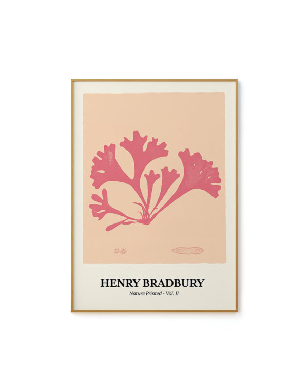 Seaweed Nº 02 – Henri Bradbury