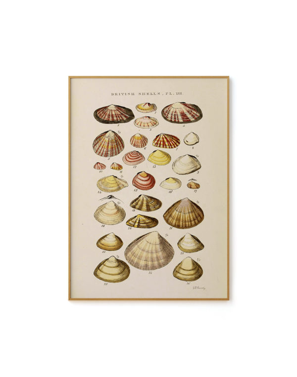 Estudo De Conchas Nº01