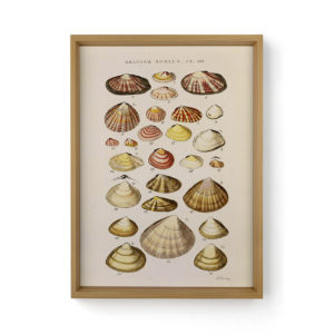 Estudo De Conchas Nº01