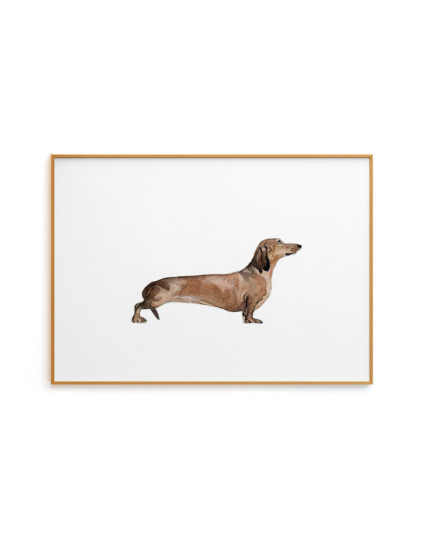 Dachshund I