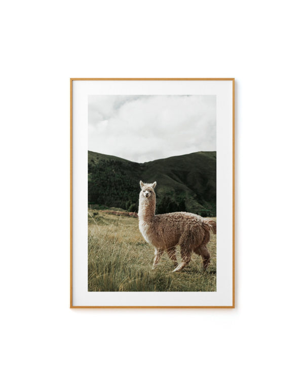 Alpaca