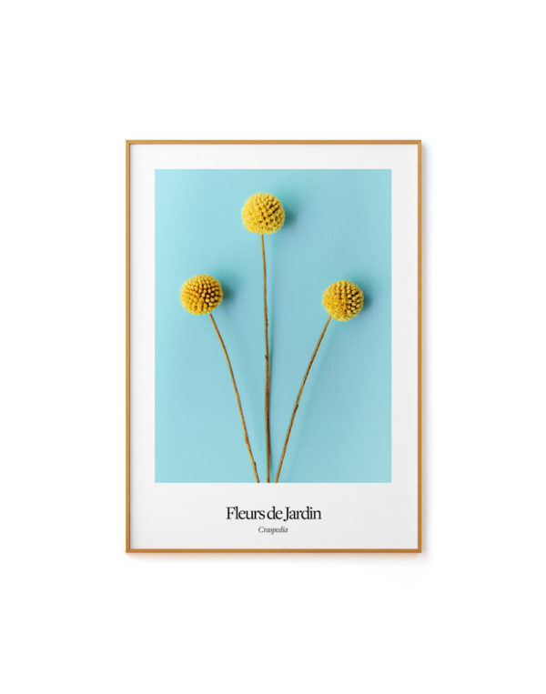 Fleurs De Jardin - Craspedia