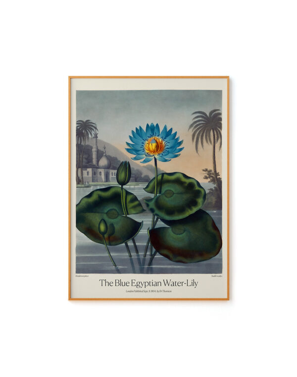 Blue Egyptian Water Lily by Dr. R. Thornton