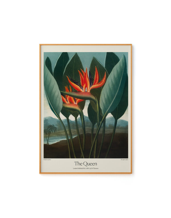 The Queen by Dr. R. Thornton