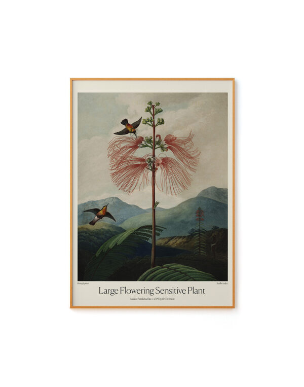 Large Flowering Sensitive Plant by Dr. R. Thornton