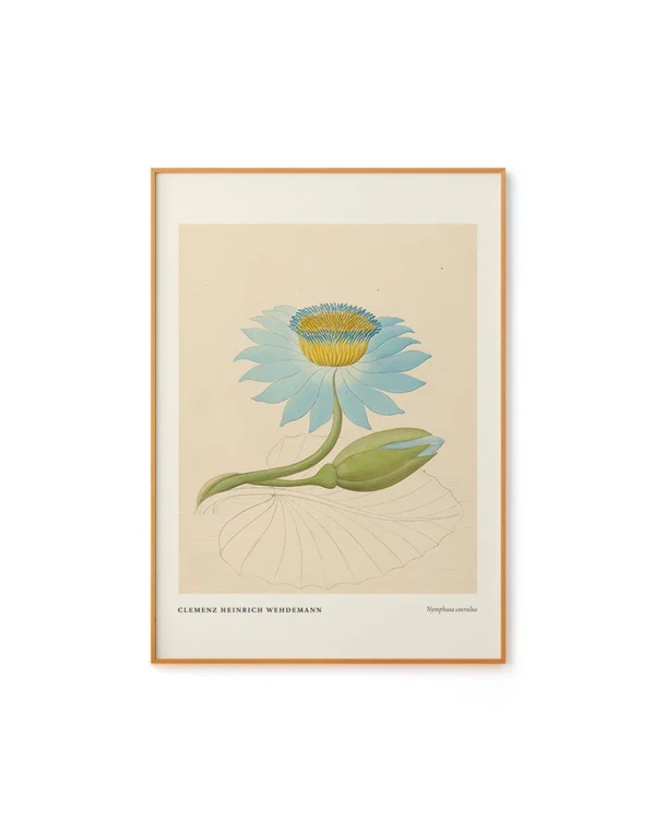 Nymphaea by Clemenz Heinrich Wehdemann