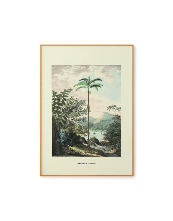 Ventricosa by Carl von Martius