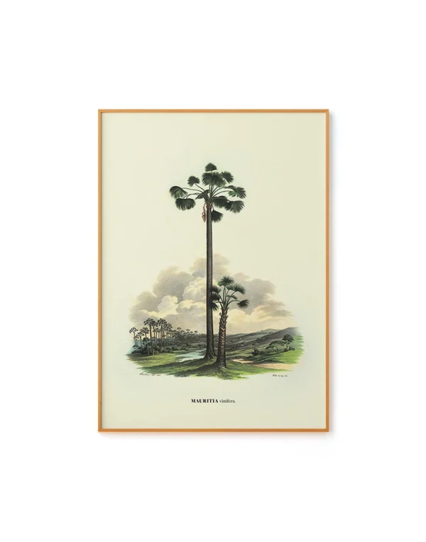 Vinifera by Carl von Martius