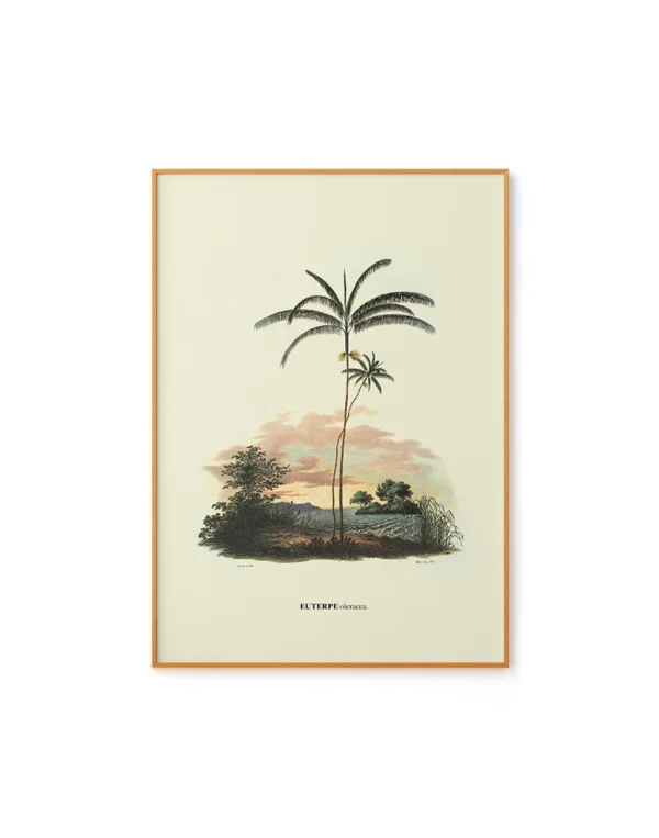 Euterpe by Carl von Martius