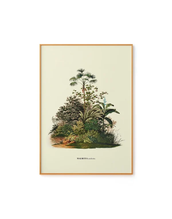 Aculeata by Carl von Martius